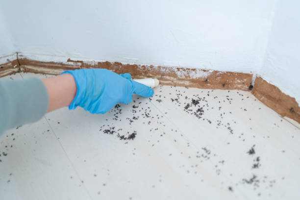 Best Emergency Pest Control  in Hunters Creek Village, TX